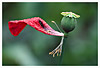 Poppy No.1